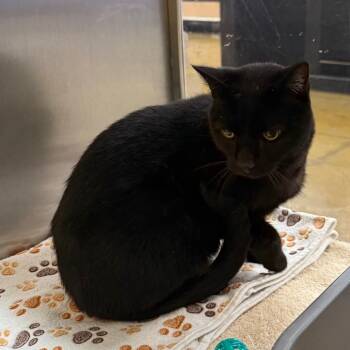 Rescue Domestic Short Hair Cats for Adoption in Hemet, California - GiGi | PetCurious