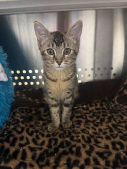 Domestic Short Hair Cats Available for Adoption in Fort Lupton, Colorado - Boysenberry Mousse (cat) | PetCurious