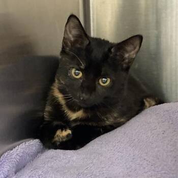 Jamaica -  Domestic Short Hair Cat for Adoption in Prince Frederick, Maryland - Jamaica | PetCurious