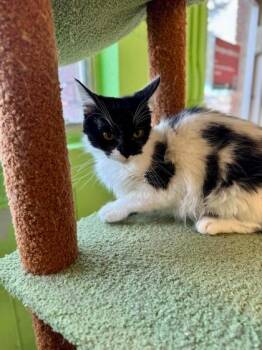 Domestic Long Hair and Domestic Short Hair Cats Available for Adoption - Panda Express | PetCurious
