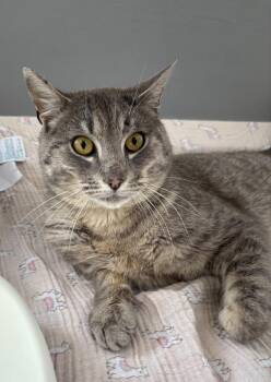 Benji -  Domestic Short Hair Cat for Adoption in Dickson, Tennessee - Benji | PetCurious