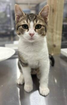 Flora -  Domestic Short Hair Cat for Adoption in Corpus Christi, Texas - Flora | PetCurious