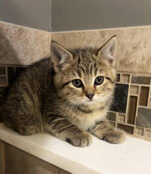 Nickel -  Tabby and Tiger Cat Available for Adoption in Ringwood, New Jersey - Nickel | PetCurious