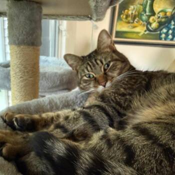 Ernie -  Domestic Short Hair Cat for Adoption in Fairfax, Virginia - Ernie | PetCurious