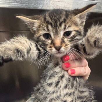 McCoy 68C26 -  Domestic Short Hair Cat for Adoption in Napoleon, Ohio - McCoy 68C26 | PetCurious
