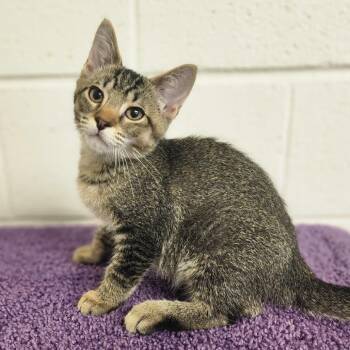 Ryker -  Domestic Short Hair Cat for Adoption in Denison, Texas - Ryker | PetCurious