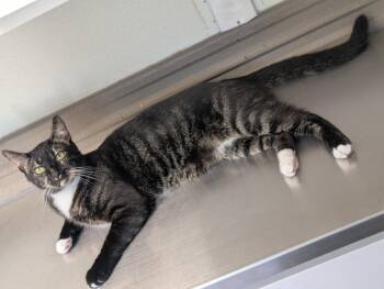 Rescue Domestic Short Hair Cats for Adoption in Melbourne, Florida - Stryker | PetCurious