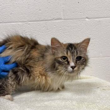 Domestic Medium Hair Cats Available for Adoption in Harrisonburg, Virginia - Anabel | PetCurious