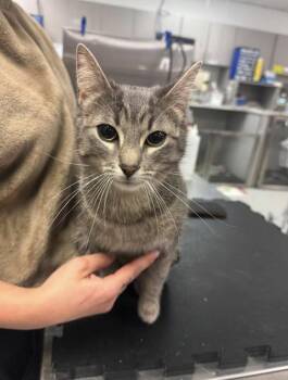 Midnight -  Domestic Short Hair Cat for Adoption in Montreal, Quebec - Midnight | PetCurious