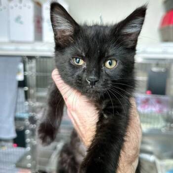 Domestic Short Hair Cats Available for Adoption - Copper | PetCurious