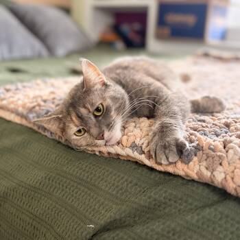 Domestic Short Hair Cats Available for Adoption - Bella (wants To Be Your Buddy) | PetCurious