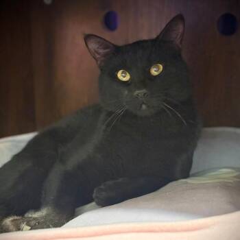 Domestic Short Hair Cats Available for Adoption - Curtis | PetCurious