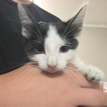 Blaze -  Domestic Short Hair Cat for Adoption in Clanton, Alabama - Blaze | PetCurious
