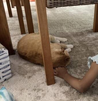 Yoda -  Domestic Short Hair Cat for Adoption in Nocatee, Florida - Yoda | PetCurious