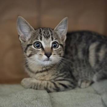 Dumpling -  Domestic Short Hair Cat for Adoption in Westland, Michigan - Dumpling | PetCurious