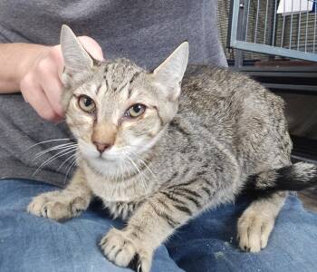 Mr Meowgi -  Domestic Short Hair Cat for Adoption in Dickson, Tennessee - Mr Meowgi | PetCurious
