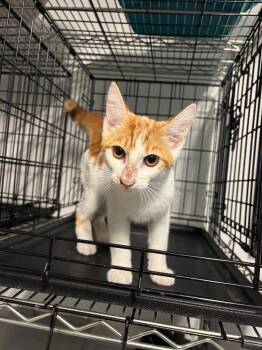 Hulk -  Domestic Short Hair Cat for Adoption in Metter, Georgia - Hulk | PetCurious