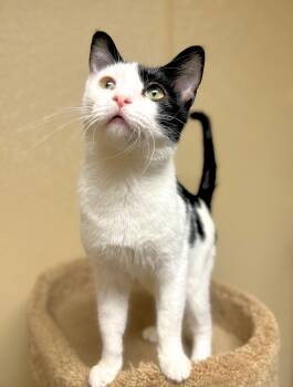 Rescue Domestic Short Hair Cats for Adoption in Quincy, Illinois - Tobi | PetCurious