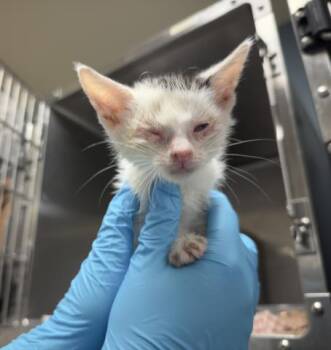 Domestic Short Hair Cats Available for Adoption in Riverside, California - YOLANDA | PetCurious