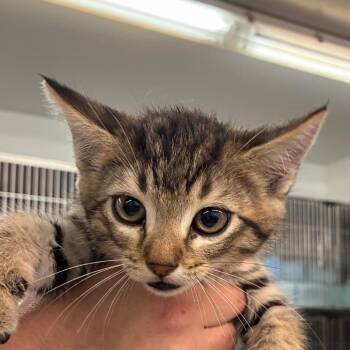 Booger -  Domestic Short Hair Cat for Adoption in Manhattan, Kansas - Booger | PetCurious