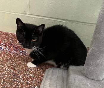 Sirocco -  Domestic Short Hair Cat for Adoption in Stratham, New Hampshire - Sirocco | PetCurious