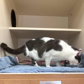 Buster -  Domestic Short Hair Cat Available for Adoption in Philadelphia, Pennsylvania - Buster | PetCurious