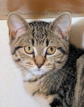 Aquamarine -  Domestic Short Hair Cat for Adoption in Bellevue, Washington - Aquamarine | PetCurious