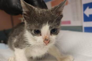 Domestic Short Hair Cats Available for Adoption in Columbia, South Carolina - CALDWELL | PetCurious