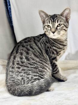 Rescue Domestic Short Hair and American Bobtail Cats for Adoption in Beech Bottom, West Virginia - AVOCADO | PetCurious