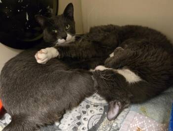 Buki -  Domestic Short Hair Cat for Adoption in Windsor, Connecticut - Buki | PetCurious