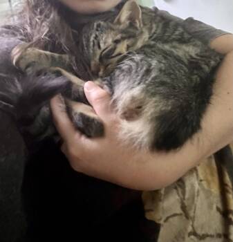 Laffy Taffy -  Domestic Medium Hair Cat for Adoption in Davis, California - Laffy Taffy | PetCurious