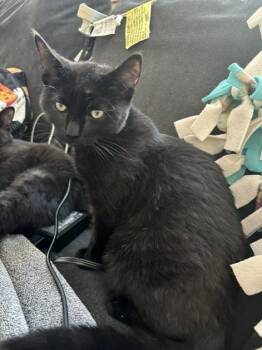 Maine Coon and Domestic Short Hair Cats Available for Adoption in Melrose, Massachusetts - Squid | PetCurious