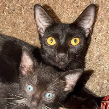 Penelope -  Domestic Short Hair Cat for Adoption in NEW PT RICHEY, Florida - Penelope | PetCurious