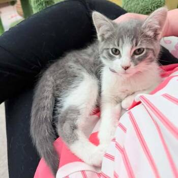 Hummingbird -  Domestic Short Hair and Tabby Cat for Adoption in Grand Rapids, Michigan - Hummingbird | PetCurious