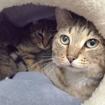 Little B & Mr. B -  Domestic Short Hair Cat for Adoption in Worcester, Massachusetts - Little B & Mr. B | PetCurious