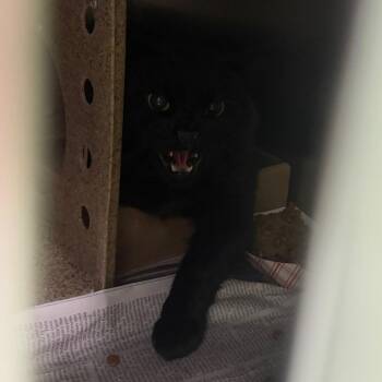 Himalayan and Domestic Medium Hair Cats Available for Adoption in Philadelphia, Pennsylvania - Marcue | PetCurious