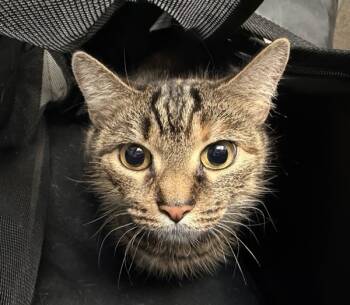 Rescue Domestic Short Hair Cats for Adoption in New York, New York - Nina | PetCurious