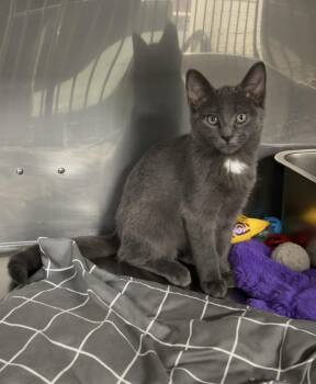 Rescue Russian Blue and Domestic Short Hair Cats for Adoption in Montville, New Jersey - Iron | PetCurious