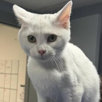 Domestic Short Hair Cats Available for Adoption in Marion, Virginia - Abner Aka 7C | PetCurious