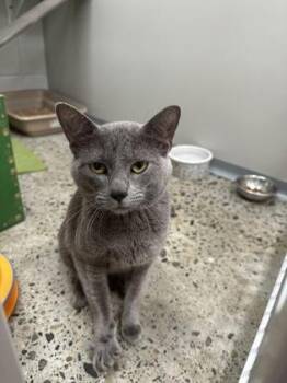 Roman -  Domestic Short Hair and Siamese Cat for Adoption in Sacramento, California - Roman | PetCurious