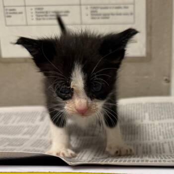 Butter -  Domestic Short Hair Cat for Adoption in Yuma, Arizona - Butter | PetCurious