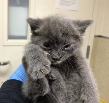 Domestic Short Hair Cats Available for Adoption - PIXIE | PetCurious