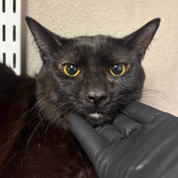 Little Black -  Domestic Short Hair Cat for Adoption in Yuma, Arizona - Little Black | PetCurious