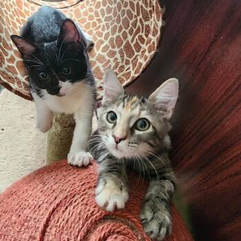 Rescue Domestic Short Hair Cats for Adoption in Los Angeles, California - Clam & Scallop (bonded) | PetCurious