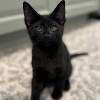 Beethoven -  Domestic Short Hair Cat for Adoption in Wheaton, Illinois - Beethoven | PetCurious