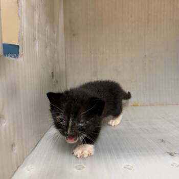 hamatha -  Domestic Short Hair Cat for Adoption in Pauls Valley, Oklahoma - Hamatha | PetCurious