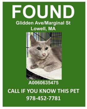 Domestic Medium Hair and Domestic Short Hair Cats Available for Adoption - Dulcinea | PetCurious