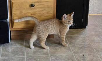 Rescue Domestic Short Hair Cats for Adoption in Merrillville, Indiana - Freddy Catger | PetCurious