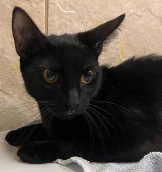 Emily -  Domestic Medium Hair and Domestic Short Hair Cat for Adoption in Honolulu, Hawaii - Emily | PetCurious