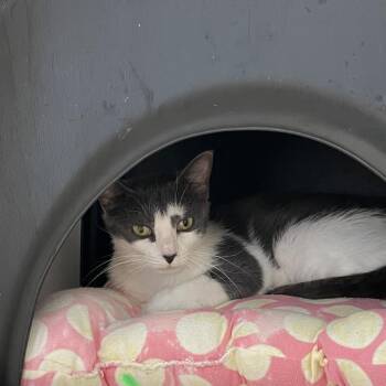 Chamomile -  Domestic Short Hair Cat for Adoption in Nashville, Tennessee - Chamomile | PetCurious